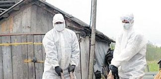 Peste o sută de porci au fost eutanasiaţi săptămâna trecută din cauza pestei porcine