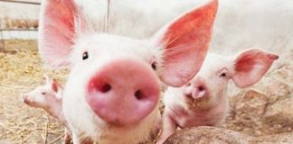 Un nou focar de pestă porcină africană confirmat în județul Buzău