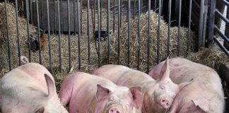 Inca doua focare de pesta porcina africana la Vadu Pasii