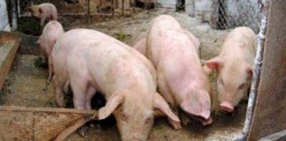 Pesta porcină africană, confirmată și la Amaru