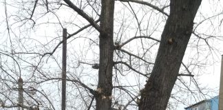 Cadavrul unui porc, la o rampa de gunoi din municipiul Buzau. Locatarii au fost speriati