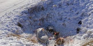 Cadavre de porci, descoperite la marginea orașului