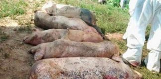 Suspiciunea de pesta se confirma la Vadu Pasii. Autoritatile iau masuri