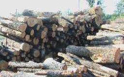 Lemnele confiscate de poliţişti şi jandarmi, donate