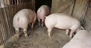 Ce despăgubiri au primit buzoienii lăsați fără porci în gospodării, din cauza pestei porcine africane