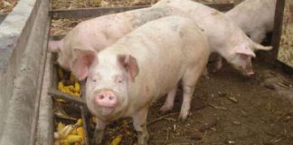 Un nou focar de pestă porcină africană a izbucnit în județul Buzău