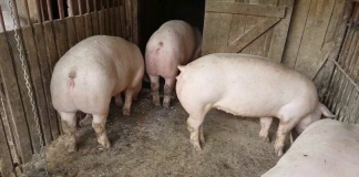 Pesta porcină africană s-a extins îngrijorător în judeţul Buzău