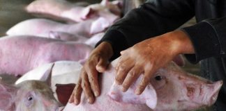 Ultimul focar de pestă porcină din județul Buzău ar putea fi închis