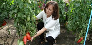 Semințe de la SCDL Buzău, distribuite gratuit legumicultorilor