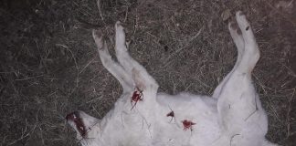 Revoltător! Câini împușcați pe un câmp în apropiere de Buzău