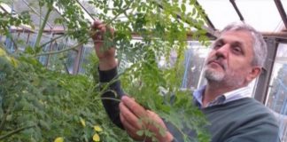 Ce au mai inventat cercetătorii buzoieni: salata picantă, cu gust de hrean