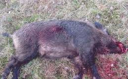 Porc mistreț cu pestă, depistat la Aldeni