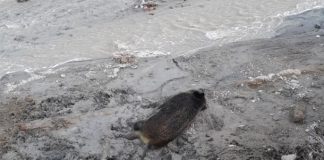 Pesta porcină africană a ajuns și la Lopătari