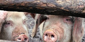 Ce despăgubiri au primit buzoienii ai căror porci au fost uciși din cauza pestei porcine africane