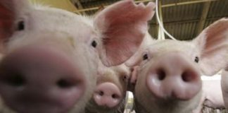 60 de focare de pestă porcină din județ, închise