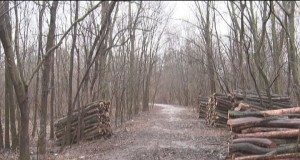 Ce se întâmplă cu tăierile de copaci din Parcul Crâng!