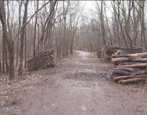 Ce se întâmplă cu tăierile de copaci din Parcul Crâng!
