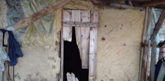 Noi atacuri ale urșilor la Colți