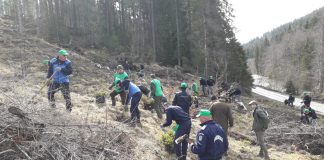 2.800 de brazi, plantați de polițiștii buzoieni