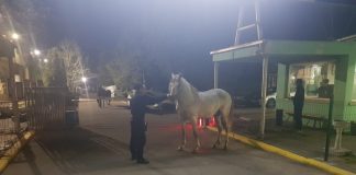Cai lăsați nesupravegheați, în galop pe străzile orașului