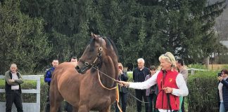 Armăsar din rasa pur sânge englez, adus la Herghelia Cislău, din Germania