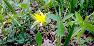 Floare protejată prin lege, descoperită în Parcul Crâng