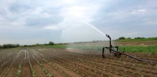 Îngrășămintele chimice folosite în legumicultură, în atenția polițiștilor