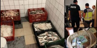 Peștele ajuns ilegal și la Buzău era procurat în condiții barbare, spun anchetatorii