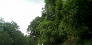 Restricţii privind accesul cu caii pe drumurile cu asfalt din staţiunea Sărata Monteoru