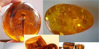 Colecţia de chihlimbar de la Colţi ar urma să fie expusă într-unul dintre muzeele capitalei Mexicului