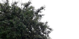 Ploile produc panică si pagube in judetul Buzau