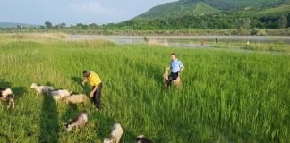 Zeci de oi și capre, salvate de jandarmi, după ce au fost surprinse de o viitură