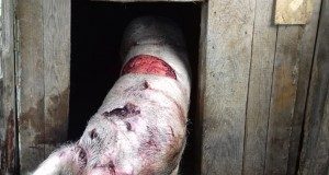 Urșii atacă din nou, în satele din zona de munte a județului