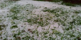 Cod galben de vijelie și grindină