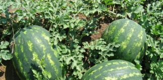 Noi obligații pentru producătorii de pepeni din județul Buzău și din țară