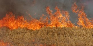 Lan de grâu în flăcări la Vernești