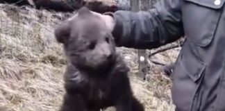 Pui de urs găsit într-o gospodărie din Cozieni