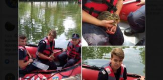 Misiune inedită pentru pompierii buzoieni. Au salvat de la înec un iepuraș