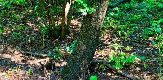 Caprior găsit agonizând in Crang. Ce au făcut autoritățile!