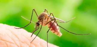Femeia infectată cu virusul West Nile a murit