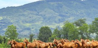 Herghelia de cai pur sânge englez de la Cislău, o atracție pentru turiști