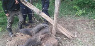 Urs prins în laț, tranșat și abandonat. Un tânăr și un vârstnic din Nehoiu s-au ales cu dosar penal