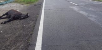 Un șofer a intrat în plin în trei cai lăsați liberi pe șosea