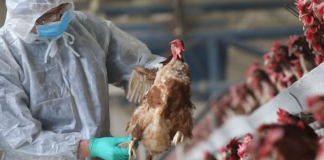 Gripa aviară, din nou in România