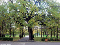 Stejari seculari “botezați” după numele unor personalități buzoiene