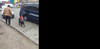 Câine agresiv, capturat in zona Gării Buzau