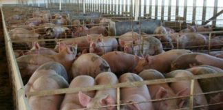 Mii de porci vor fi eutanasiați! Pesta porcină, confirmată la o fermă din Glodeanu Siliștea