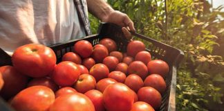 Până pe 15 mai! Producătorii de tomate și usturoi, invitați să depună cereri pentru sprijin financiar