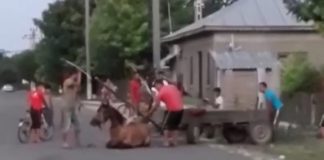 VIDEO! Șocant! Cai bătuți cu bâta, la Vâlcelele! Poliția s-a autosesizat