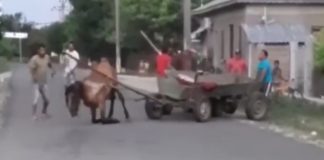 VIDEO! Ce s-a întâmplat cu bărbații care au schingiuit doi cai, la Vâlcelele